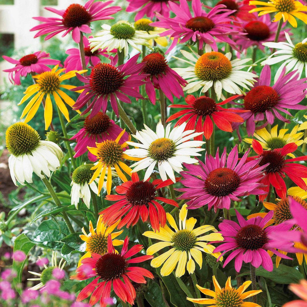 5 Marguerites papillon en mélange - Echinacea butterfly - Bakker
