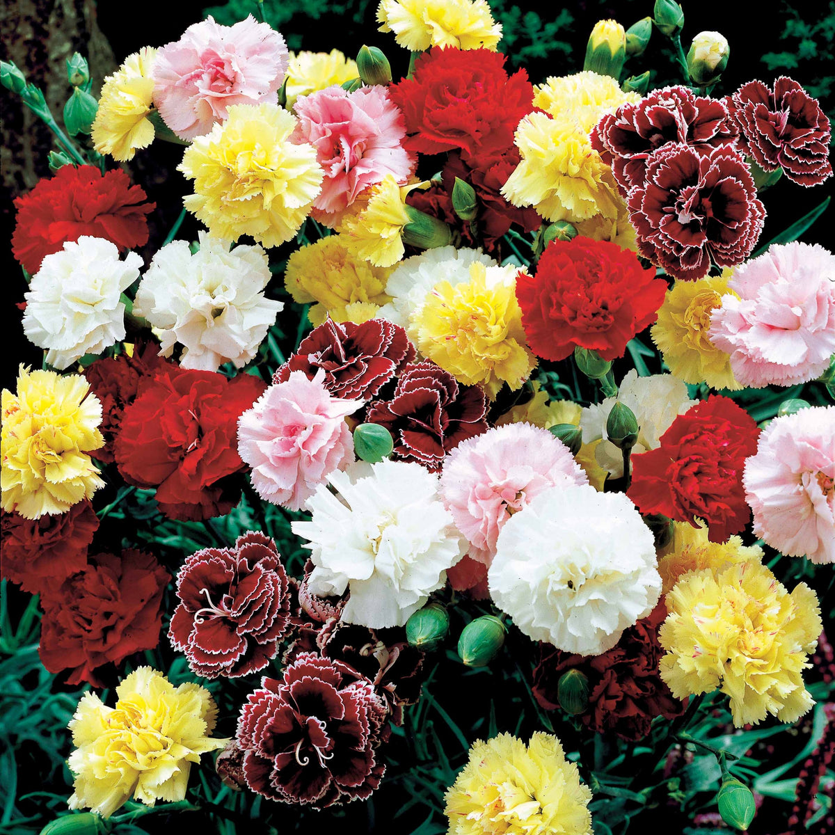 Vente 6 Oeillets Triomphe en mélange - Dianthus caryophyllus triomphe
