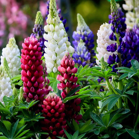 5 Lupin Russell en mélange - Bakker