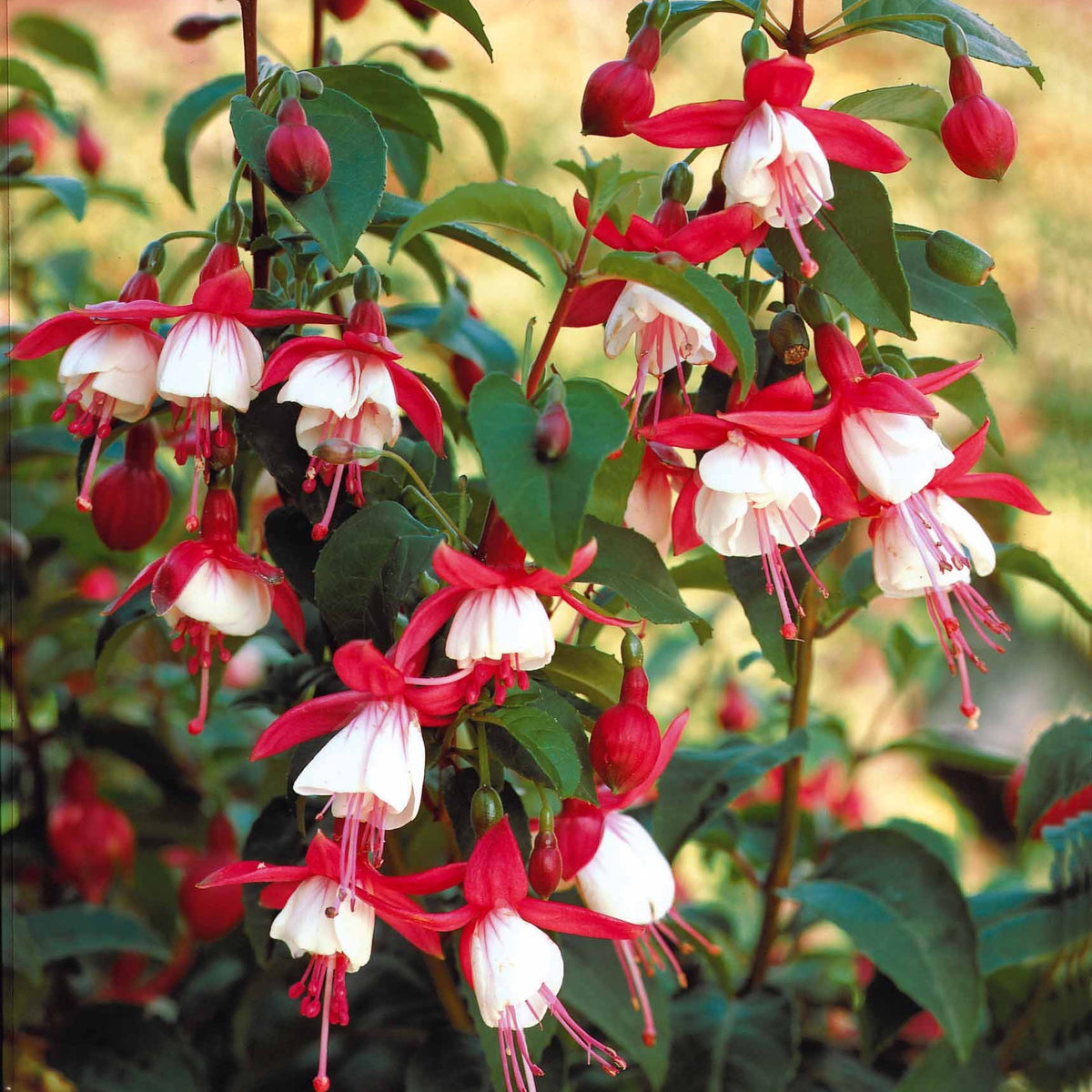 Fuchsia Mme Cornelissen,  Brilliant - 6 Fuchsias rustiques en mélange - Fuchsia
