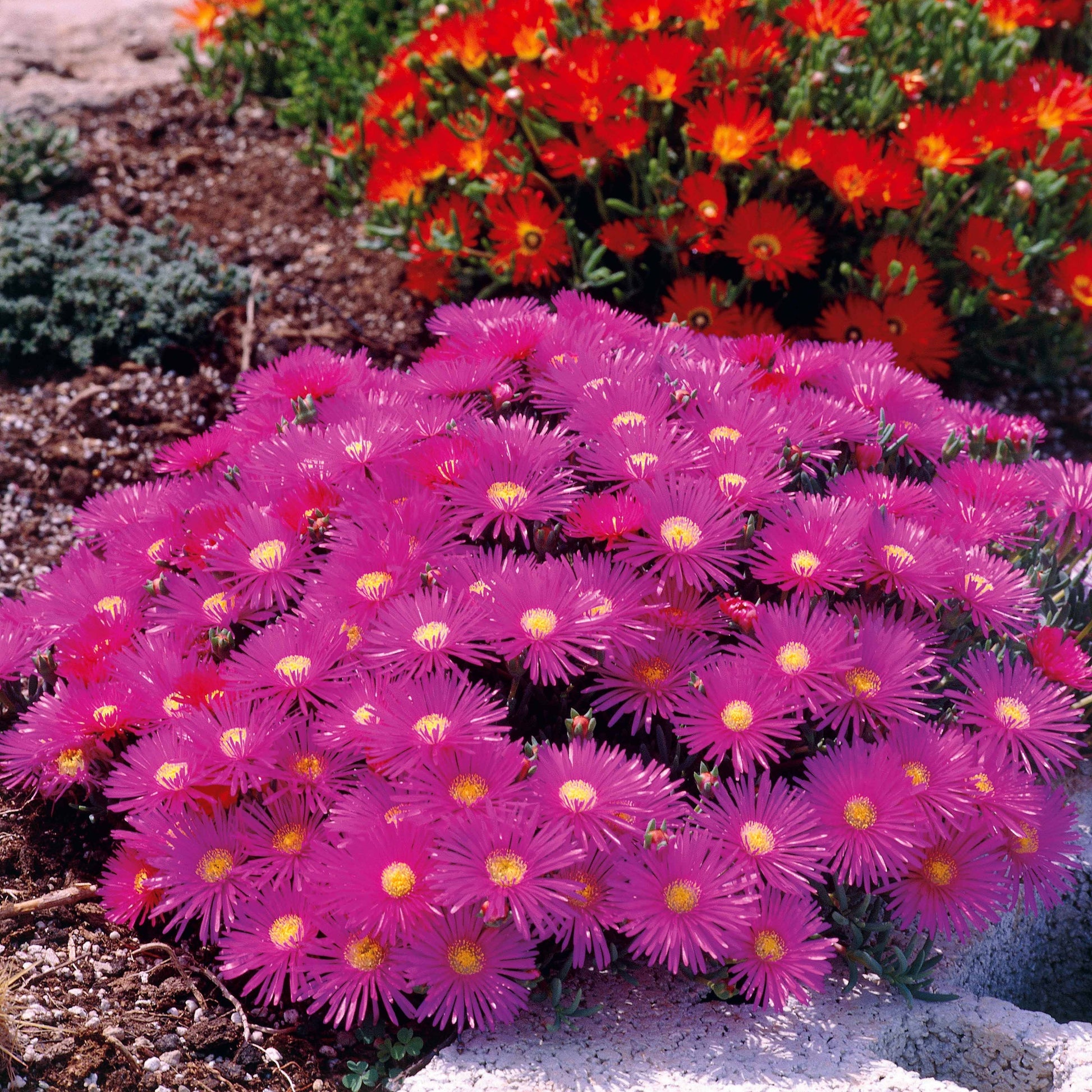 Bakker - Collection de 6 Ficoïdes : jaunes, violettes, rouges - Lampranthus aurantiacus - Arbustes et vivaces