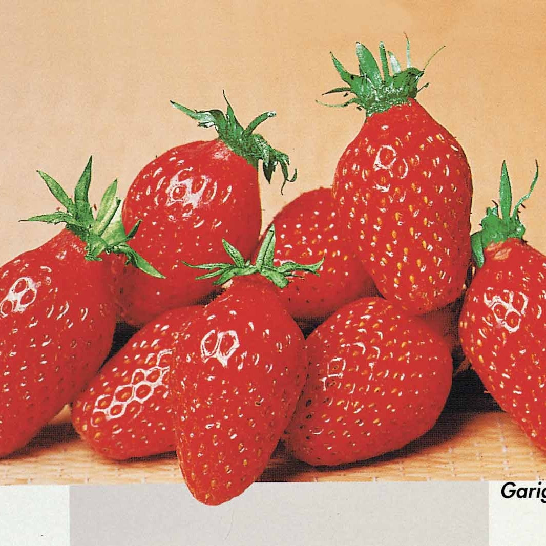 Collection de 60 fraises de 6 mois : Mara des Bois, Maestro, Gariguette - Fragaria 'mara des bois', 'maestro', 'gariguette' - Bakker