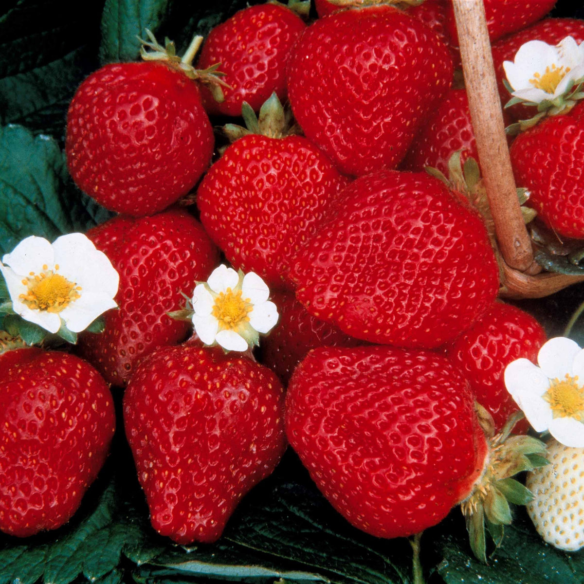 Fragaria 'mara des bois', 'maestro', 'gariguette' - Collection de 60 fraises de 6 mois : Mara des Bois, Maestro, Gariguette - Fraisiers