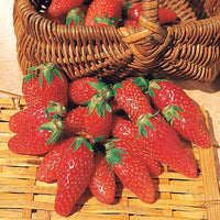 Collection 6 mois de fraises : Savoureuse de Bakker, Mara des Bois, Gariguette - Bakker.com | France