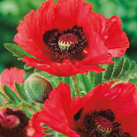 Bakker - 3 Pavots d'Orient rouge - Papaver orientale watermelon - Plantes d'extérieur