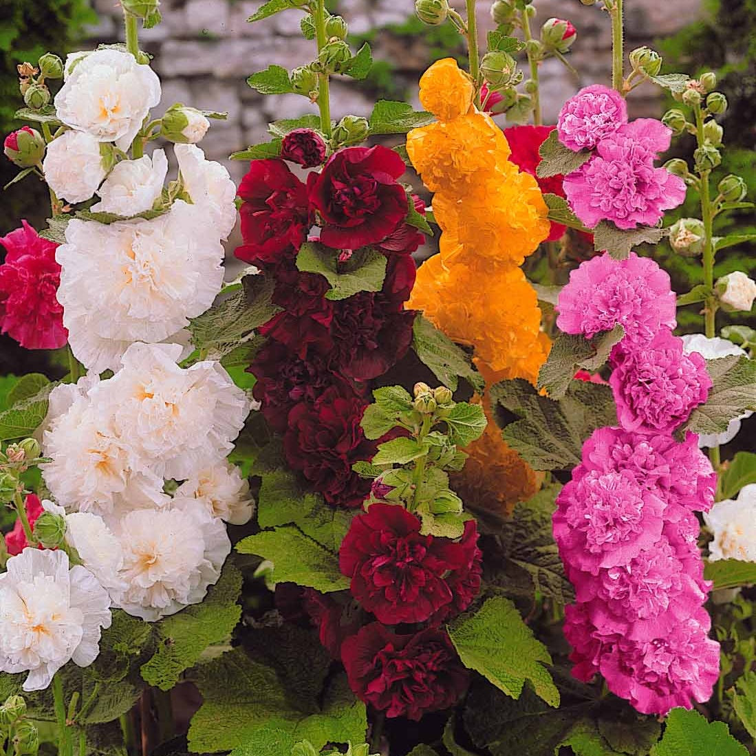 5 Roses trémières doubles en mélange - Alcea rosea Charter's hybrid - Bakker