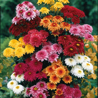 Marguerites d'automne en mélange - Bakker.com | France