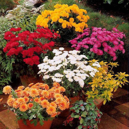 3 Marguerites d'automne en mélange - Bakker