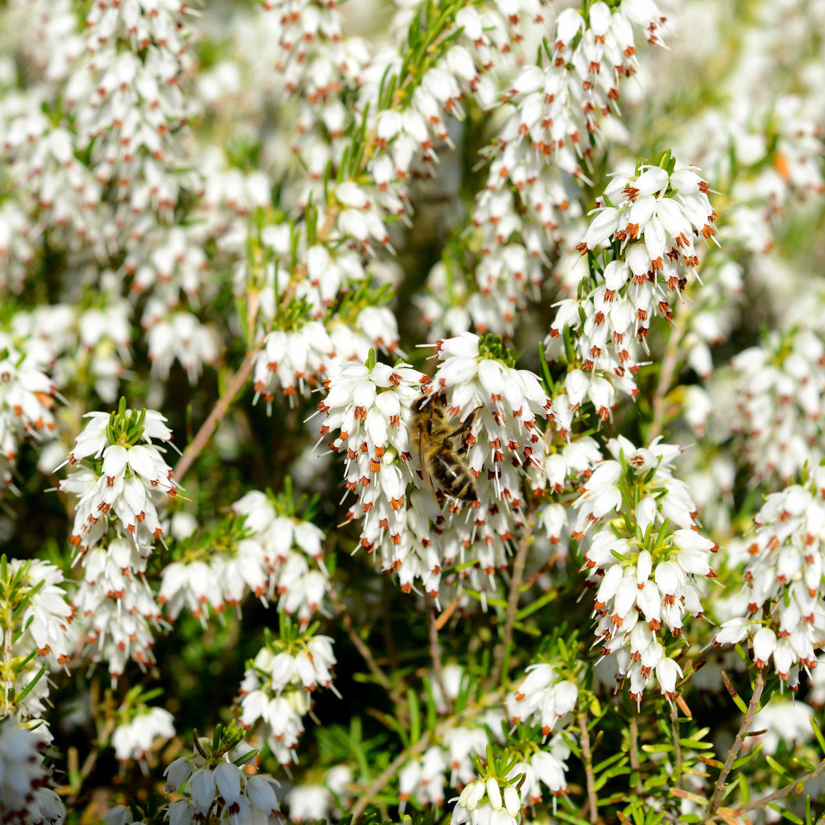 Vivaces fleuries - 6 Bruyères d'hiver en mélange - Erica darleyensis