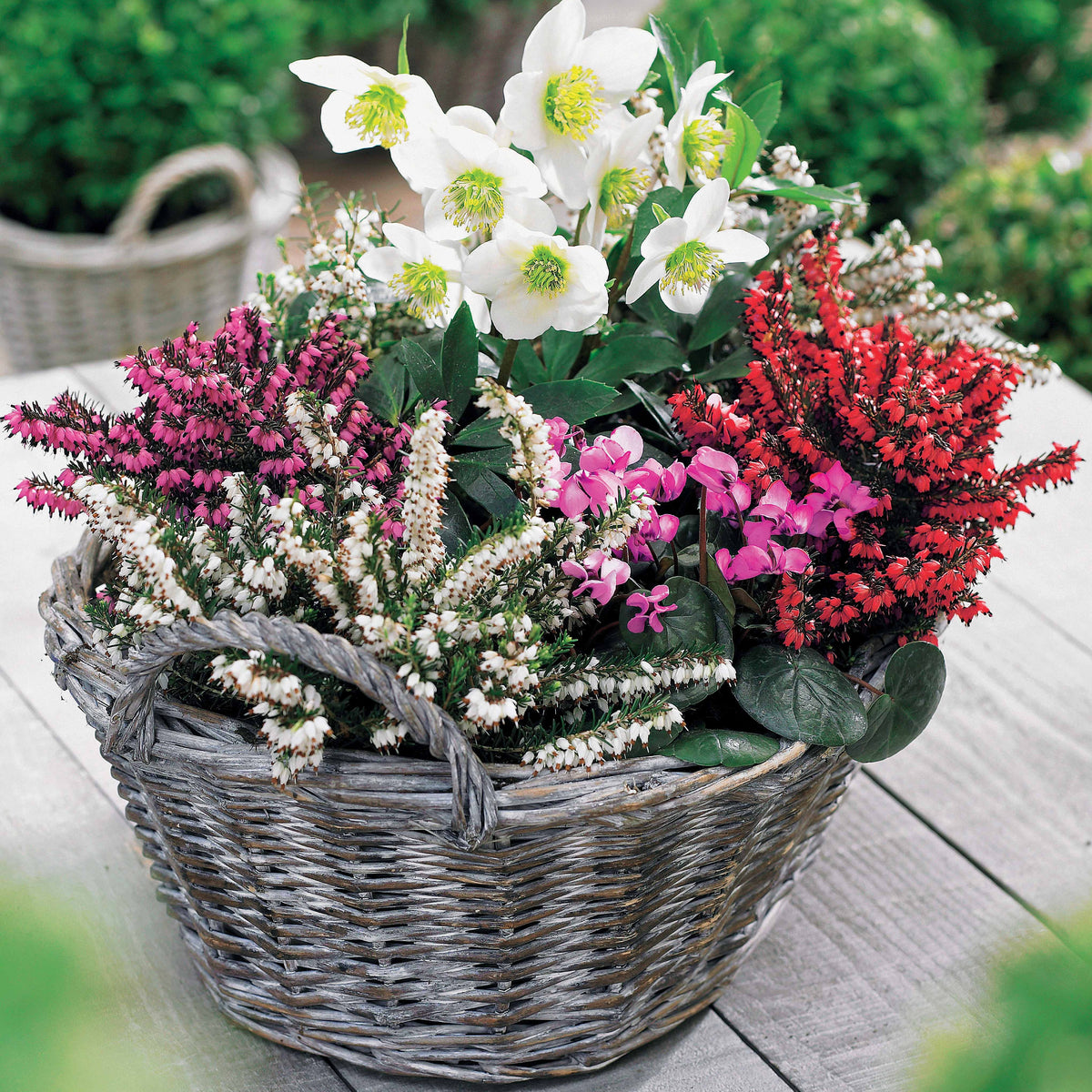 4 Bruyères d'hiver et Hellébore en mélange - Erica + helleborus niger - Bakker