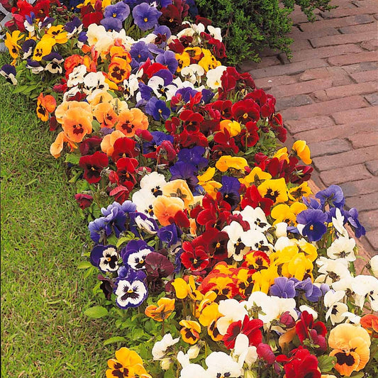3 Pensées géantes de Suisse en mélange - Bakker