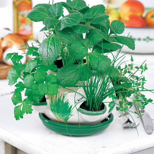 Pot d'aromatiques - Bakker