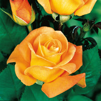 Bakker - Collection de 3 Rosiers buissons : Famosa, Whisky, Double Delight - Rosa 'famosa', 'whisky', 'double delight' - Rosiers