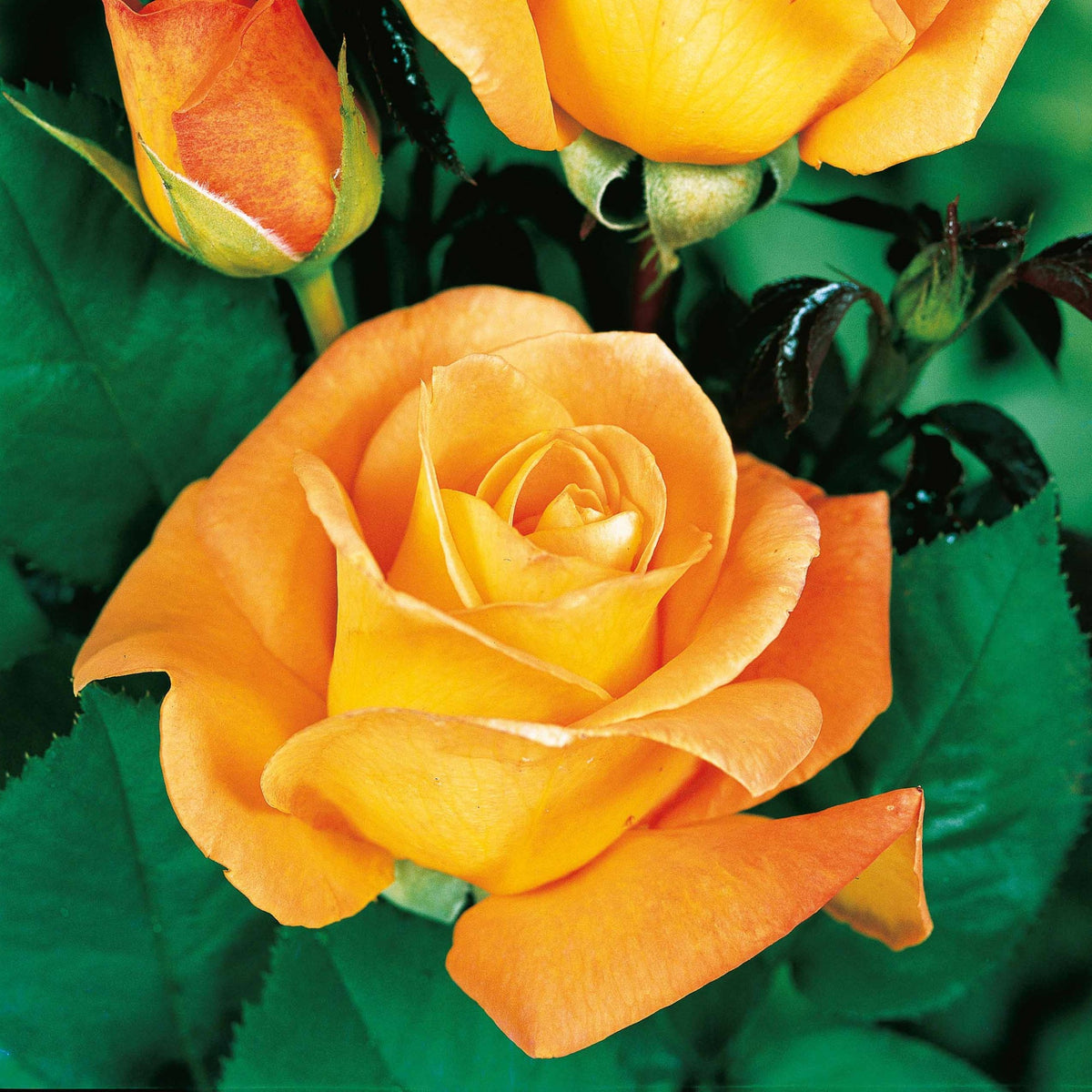 Rosa 'famosa', 'whisky', 'double delight' - Collection de 3 Rosiers buissons : Famosa, Whisky, Double Delight - Rosiers - racines nues