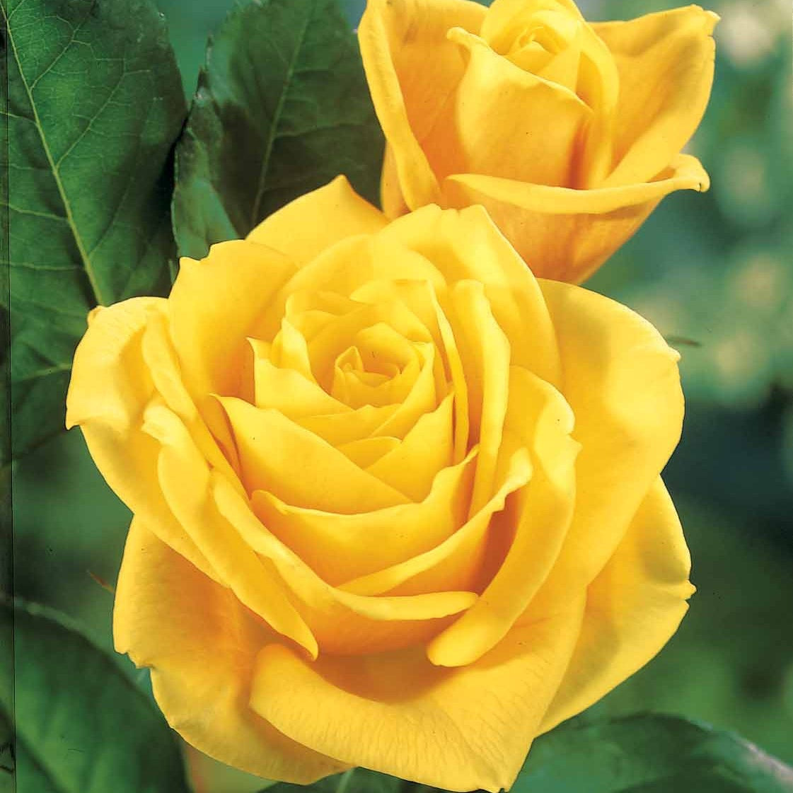 Rosa 'hadangel', 'oklahoma', 'pink perfume', 'oran - Collection de 5 Rosiers pour bouquets - Rosiers