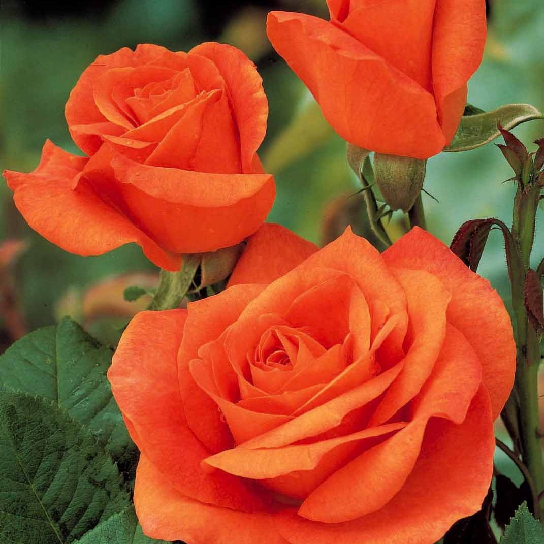 Vente Collection de 5 Rosiers pour bouquets