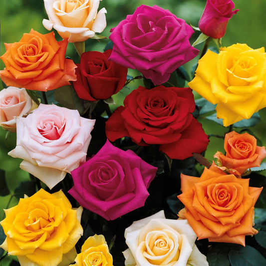 10 Rosiers buissons en mélange - Bakker