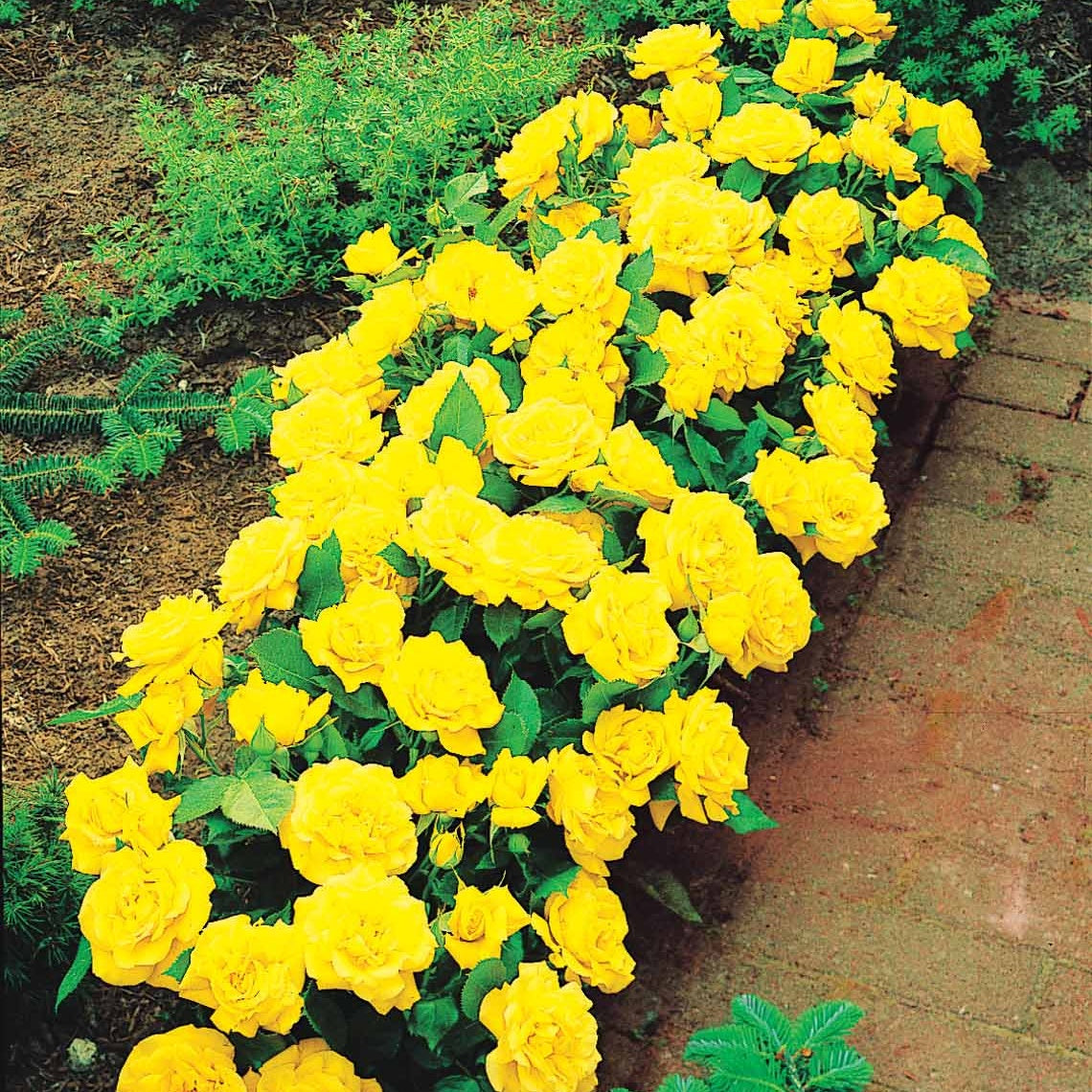 Collection de 3 mini-rosiers Randilla : rouge, jaune , rose - Rosiers couvre-sol - Bakker