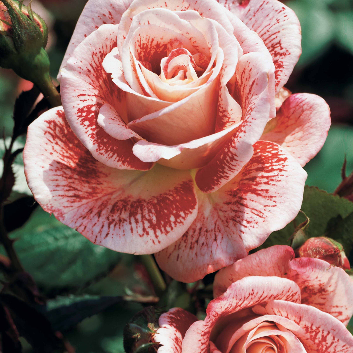 Rosa 'osiria', 'famosa','double delight' - Collection de 3 Rosiers buissons : Osiria, Famosa, Double Delight - Rosiers - racines nues