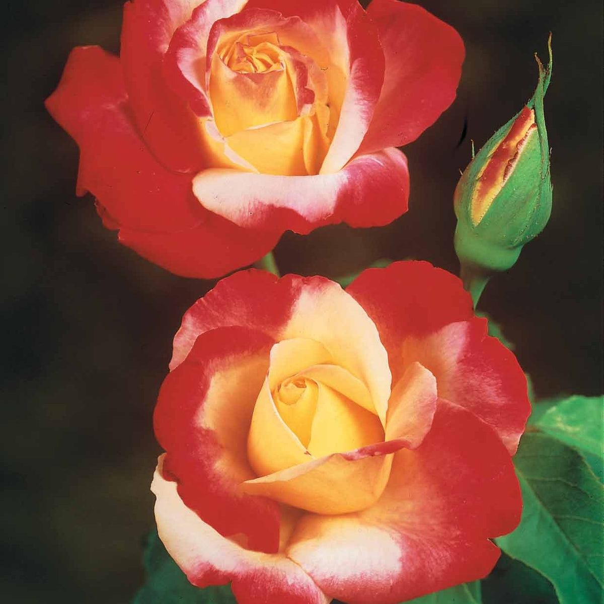 Rosiers - racines nues - Collection de 3 Rosiers buissons : Osiria, Famosa, Double Delight - Rosa 'osiria', 'famosa','double delight'