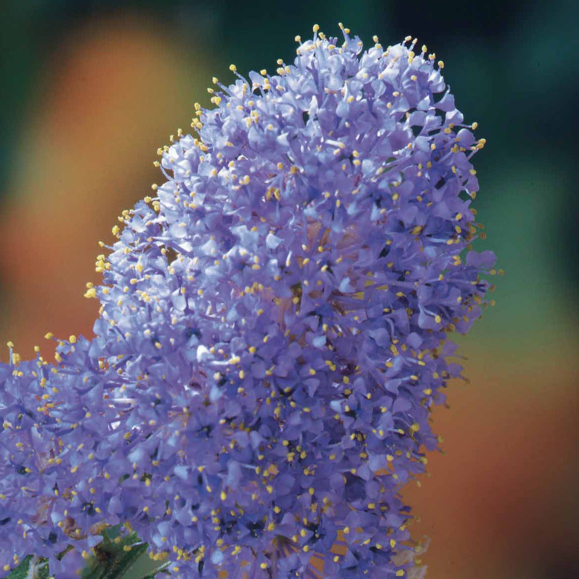 Vente Céanothe Victoria ou Lilas de Californie - Ceanothus impressus Victoria