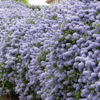 Ceanothus impressus victoria, ceanothus x pallidus - Collection de 2 Céanothes - Arbustes fleuris