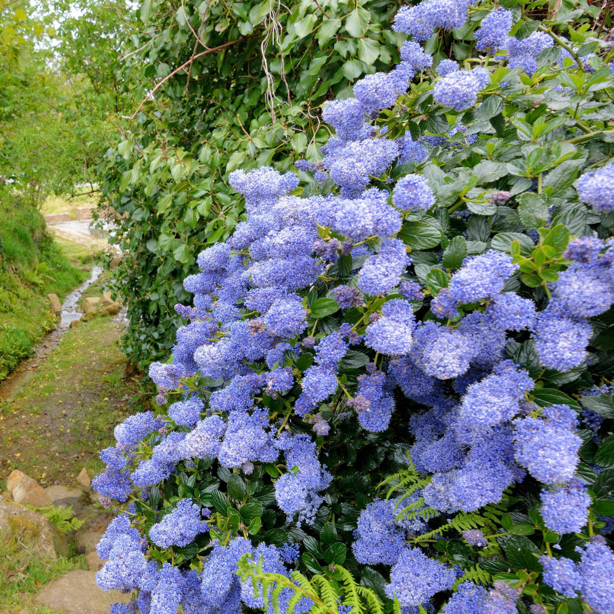 Ceanothus impressus Victoria - Céanothe Victoria ou Lilas de Californie - Céanothe - Lilas de californie