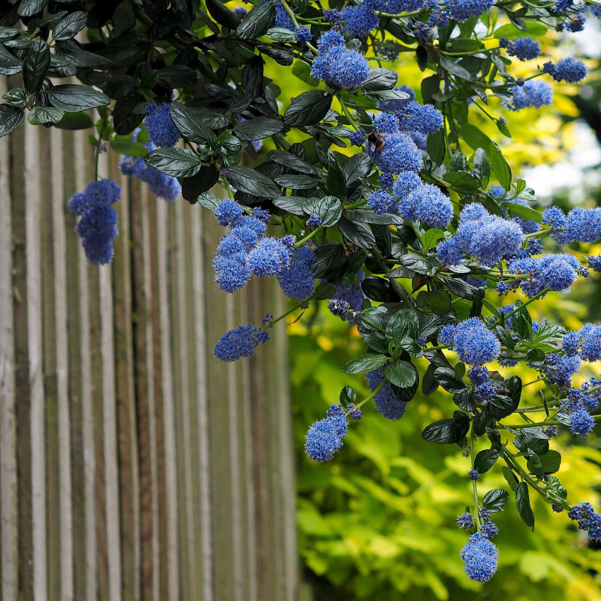 Céanothe - Lilas de californie - Céanothe Victoria ou Lilas de Californie - Ceanothus impressus Victoria