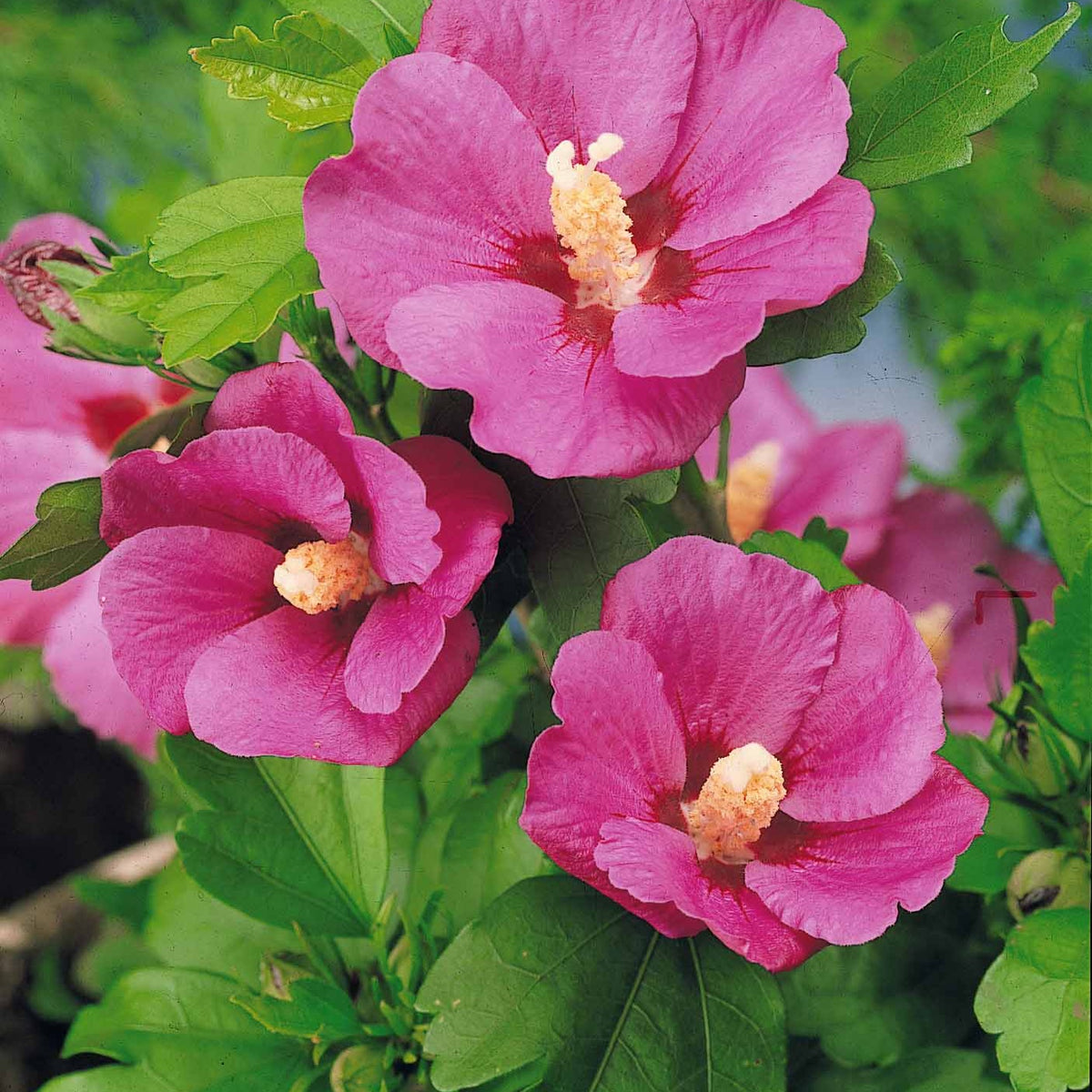 Hibiscus syriacus - Collection de 2 Hibiscus de jardin sur tige - Hibiscus