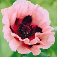 Bakker - 3 Pavots d'Orient rose - Papaver orientale little candy floss - Plantes d'extérieur