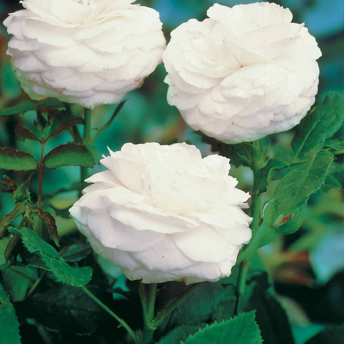 Vente Collection de 2 Rosiers botaniques - Rosa rugosa hansa , boule de neige