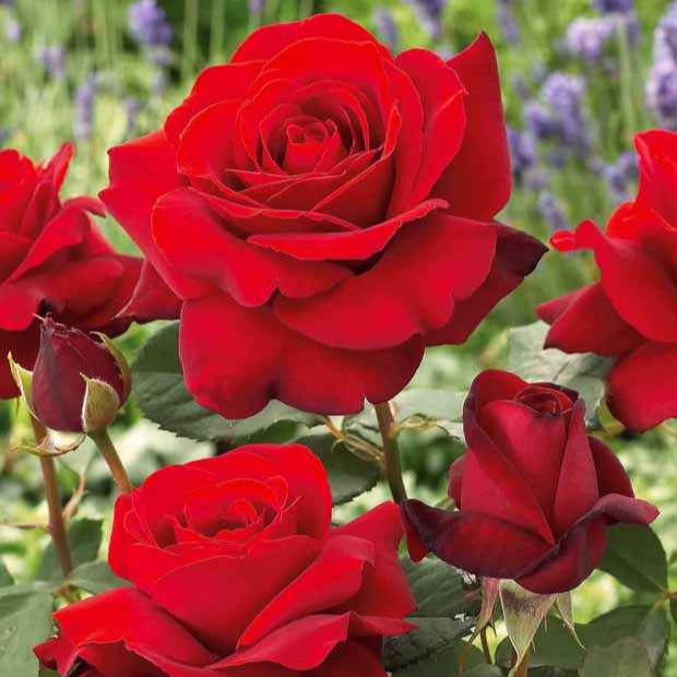 Vente Collection de 7 Rosiers buissons