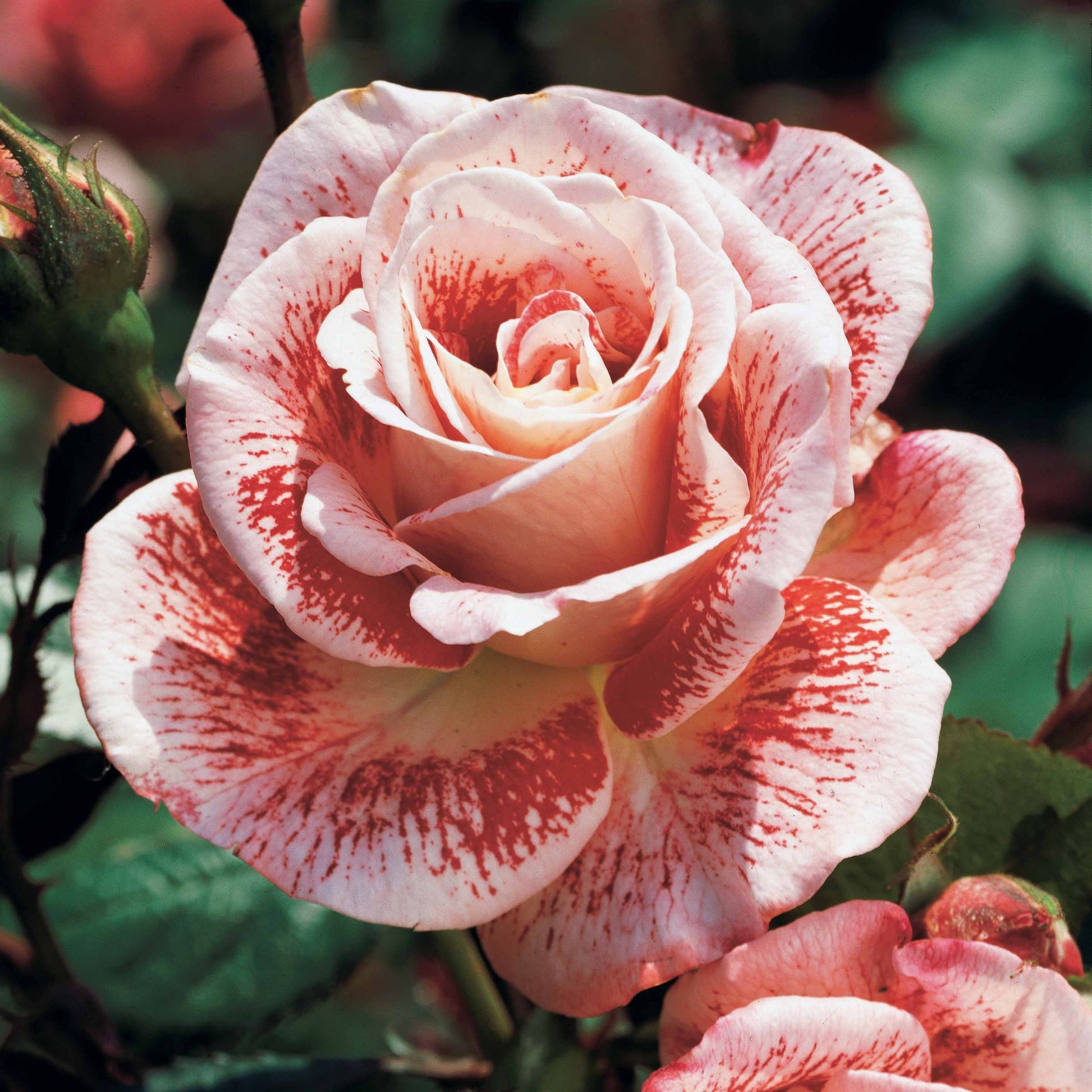 Vente Collection de 7 Rosiers buissons - 