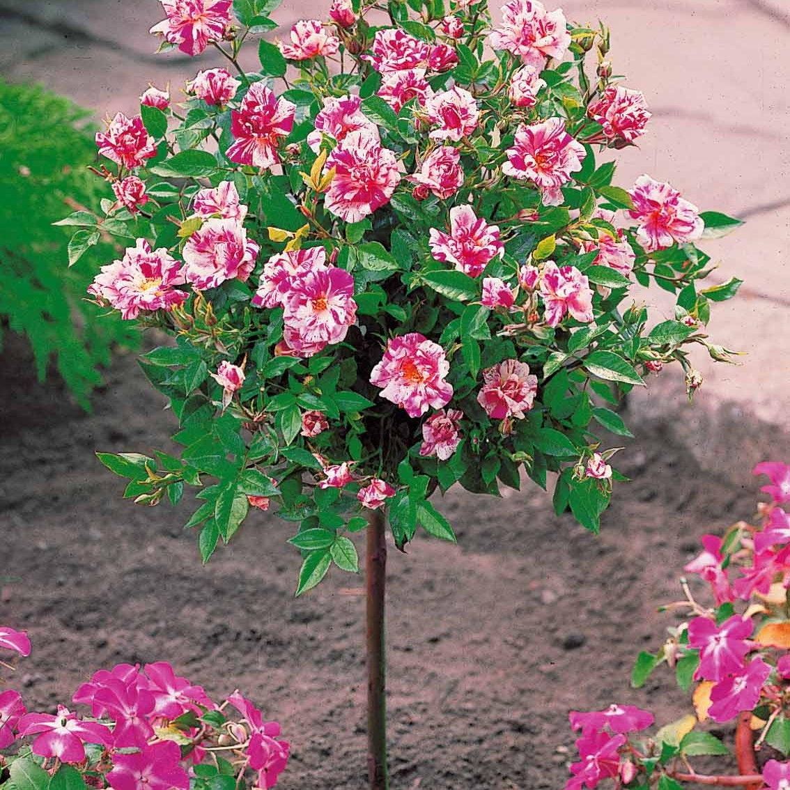 Collection de 2 mini-rosiers sur tiges Armida et Mousha - Rosa (m) armida + mousha - Bakker