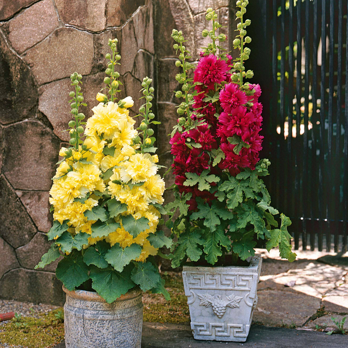 Collection de 3 Roses trémières naines - Alcea rosea spring celebrities 'crimson red' + 'lemon' + 'purple' - Bakker