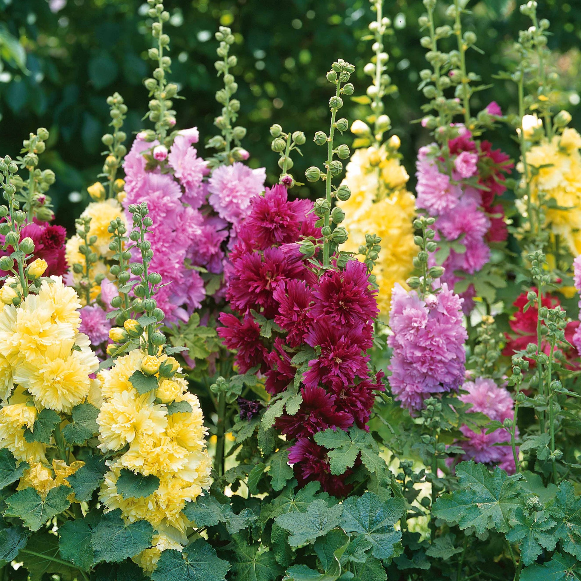 Collection de Roses trémières naines - Bakker.com | France