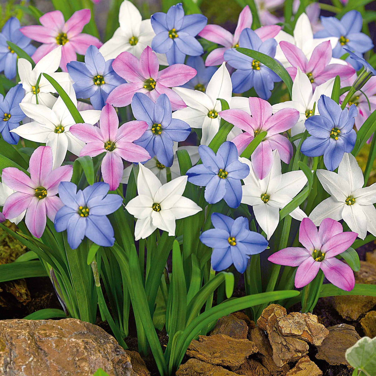 30 Etoiles de printemps en mélange - Bakker