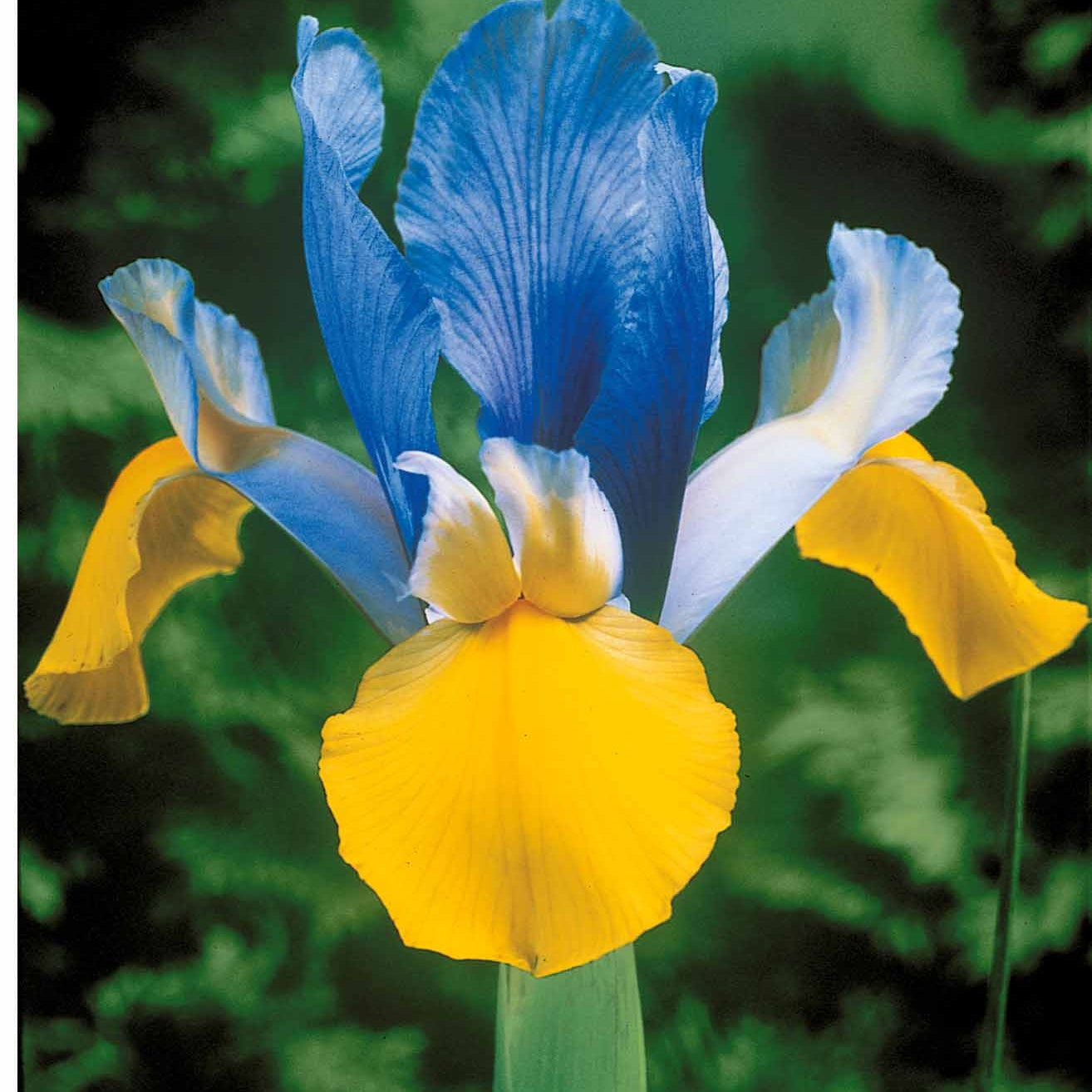 Iris de Hollande colorés en mélange - Bakker.com | France