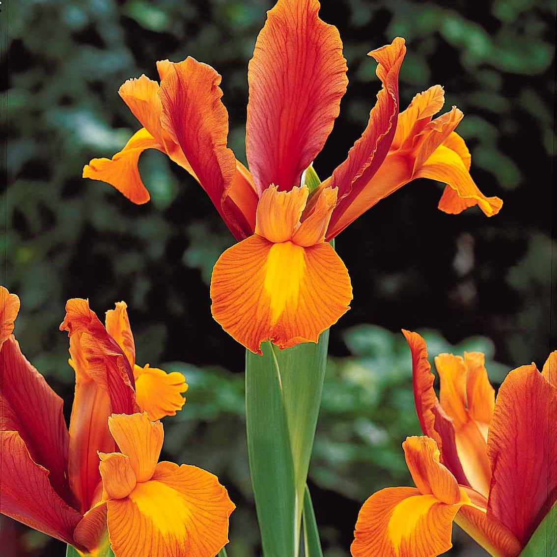 Vente 40 Iris de Hollande colorés en mélange - Iris hollandica frans hals, rosario, tiger eyes, b
