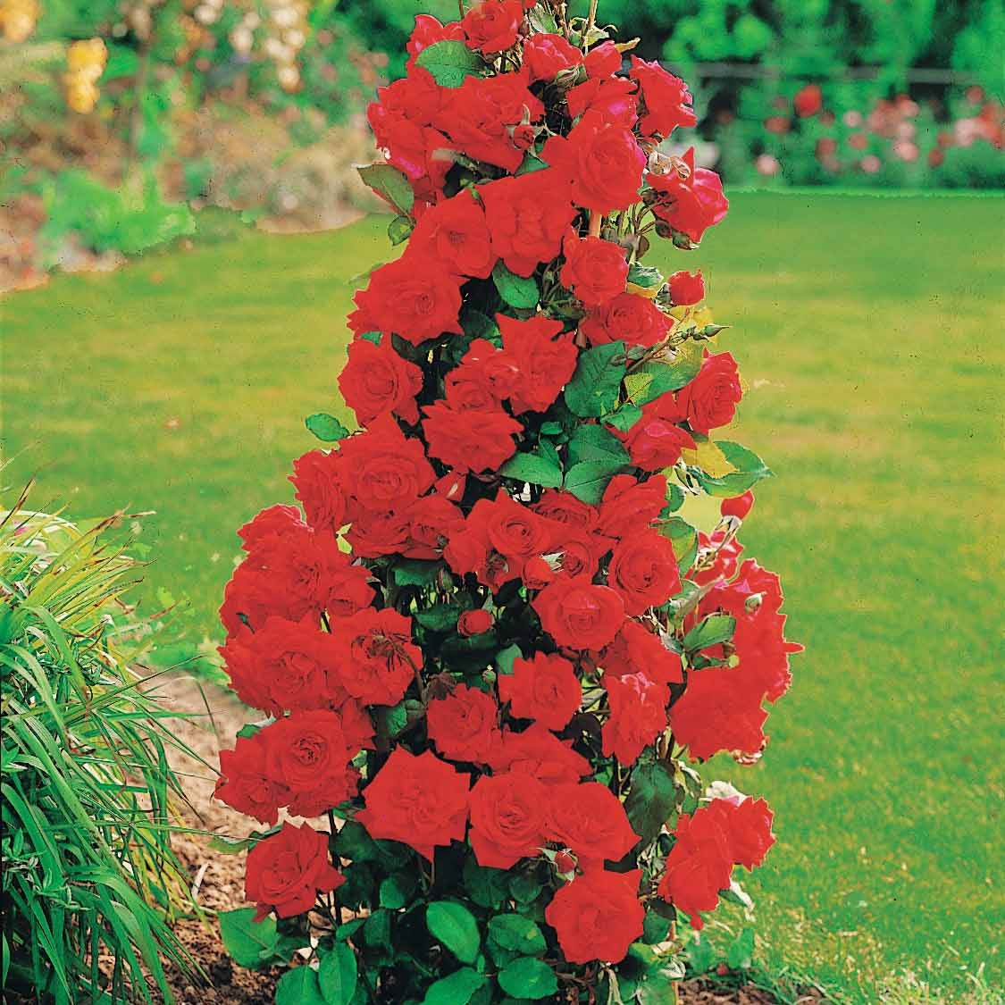 Collection de 4 Rosiers arbustes : Shalom, Korbin, Westerland, Handel - Rosa shalom + haendel + westerland+korbin - Bakker