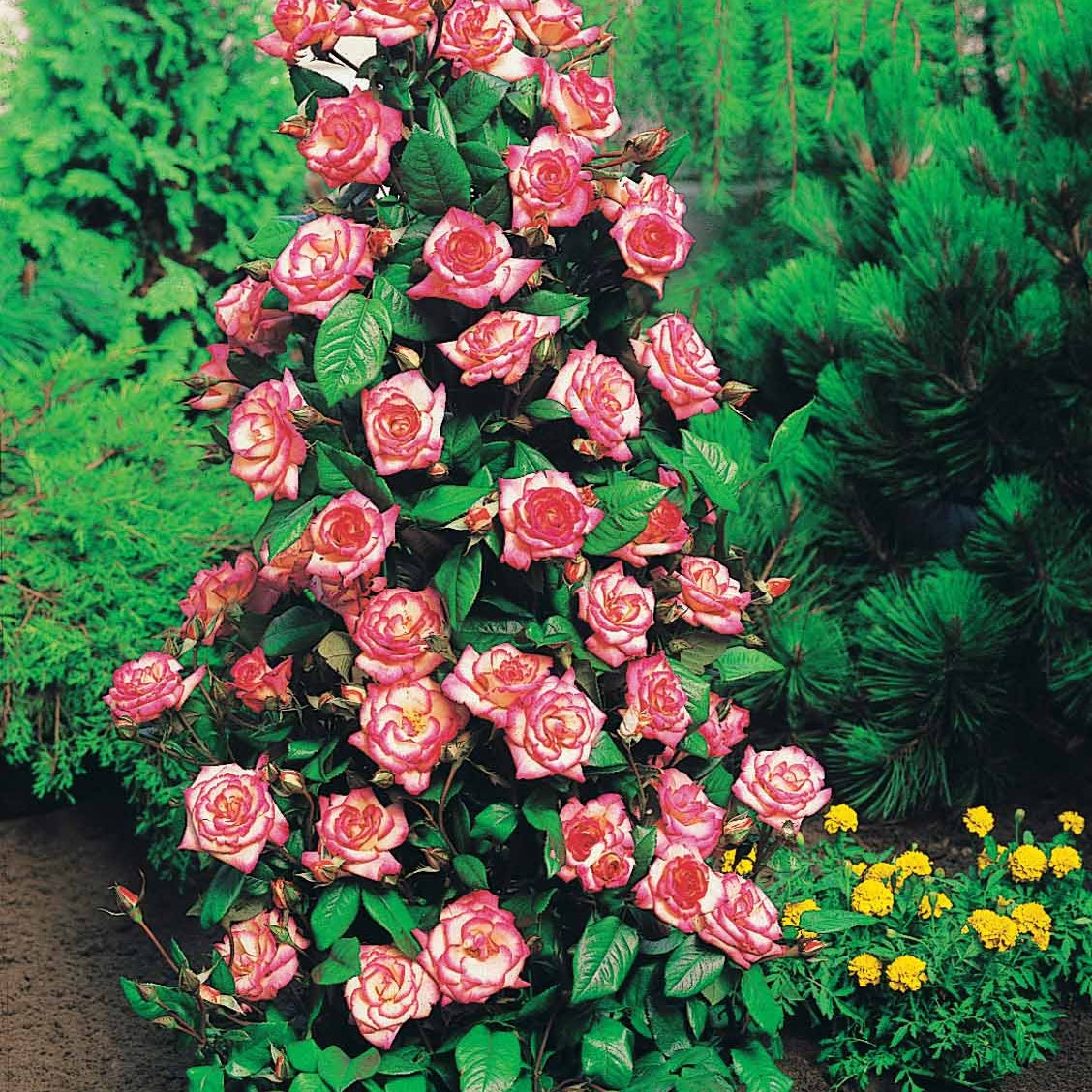 Rosa shalom + haendel + westerland+korbin - Collection de 4 Rosiers arbustes : Shalom, Korbin, Westerland, Handel - Rosiers - racines nues