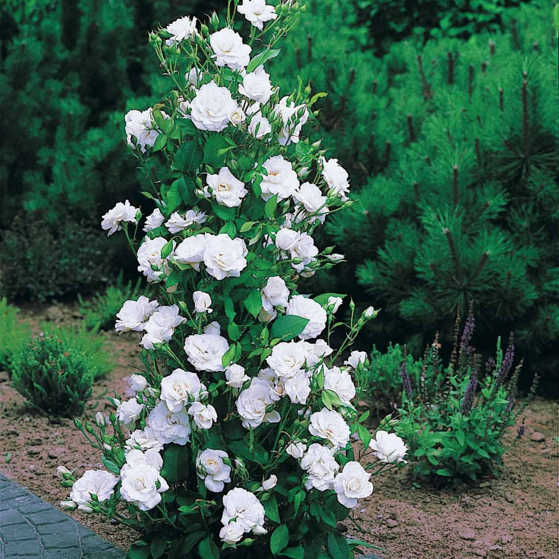 Rosiers - racines nues - Collection de 4 Rosiers arbustes : Shalom, Korbin, Westerland, Handel - Rosa shalom + haendel + westerland+korbin