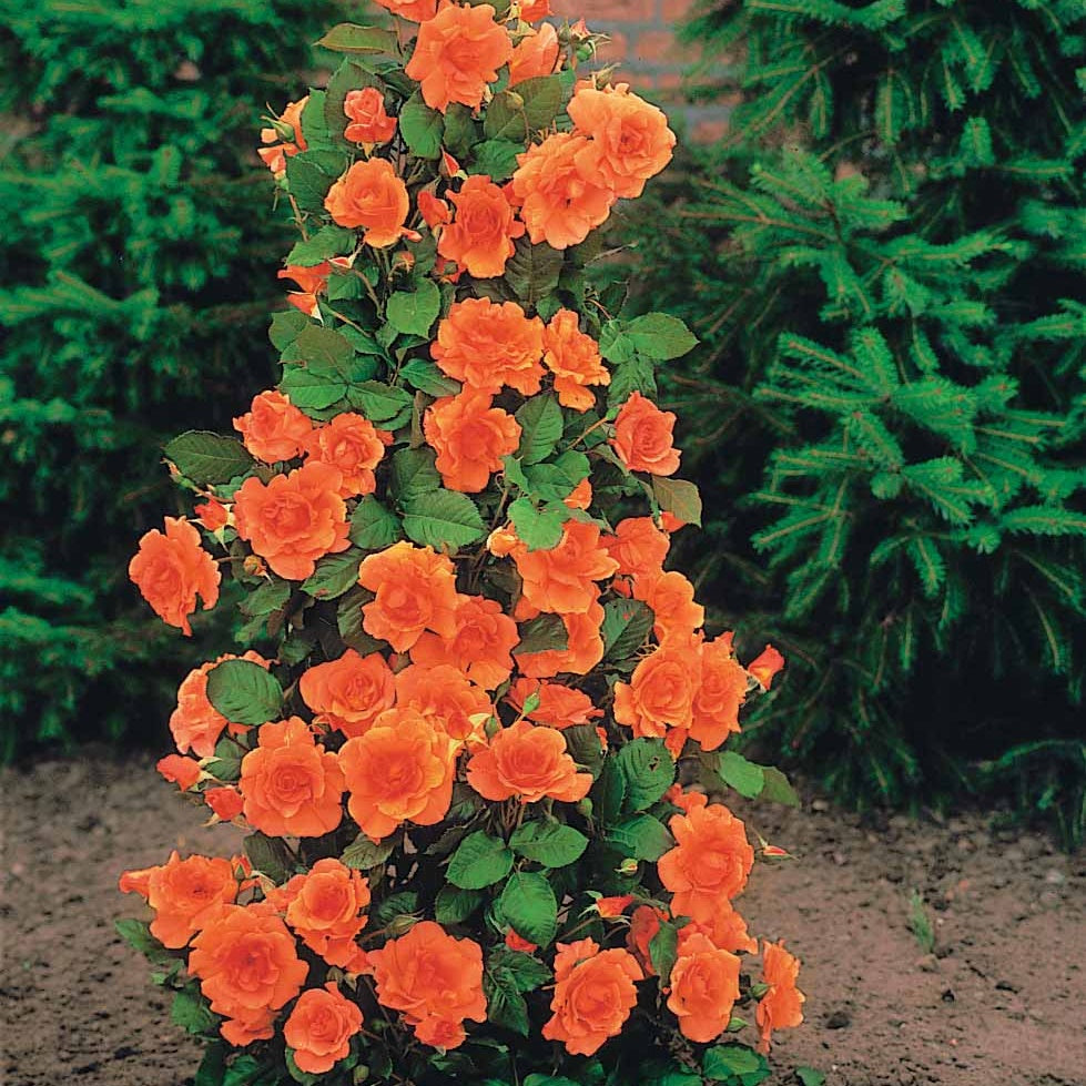 Vente Collection de 4 Rosiers arbustes : Shalom, Korbin, Westerland, Handel - Rosa shalom + haendel + westerland+korbin