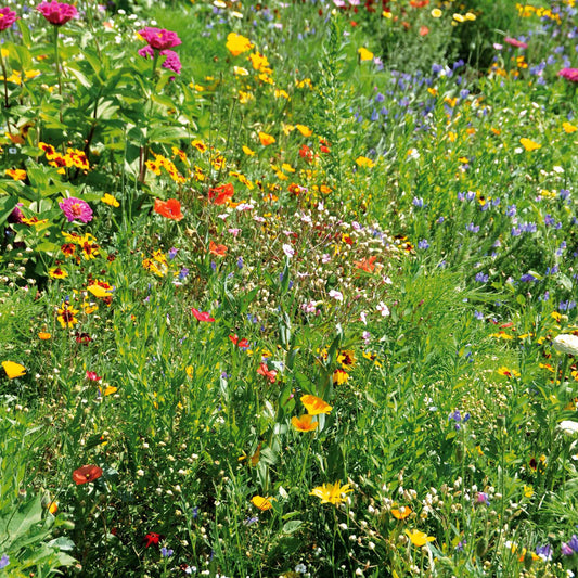 Graines de fleurs spécial terrains secs en mélange - Bakker.com | France