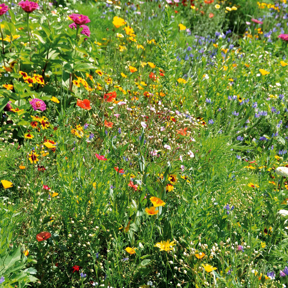 Graines de fleurs spécial terrains secs en mélange -  - Bakker
