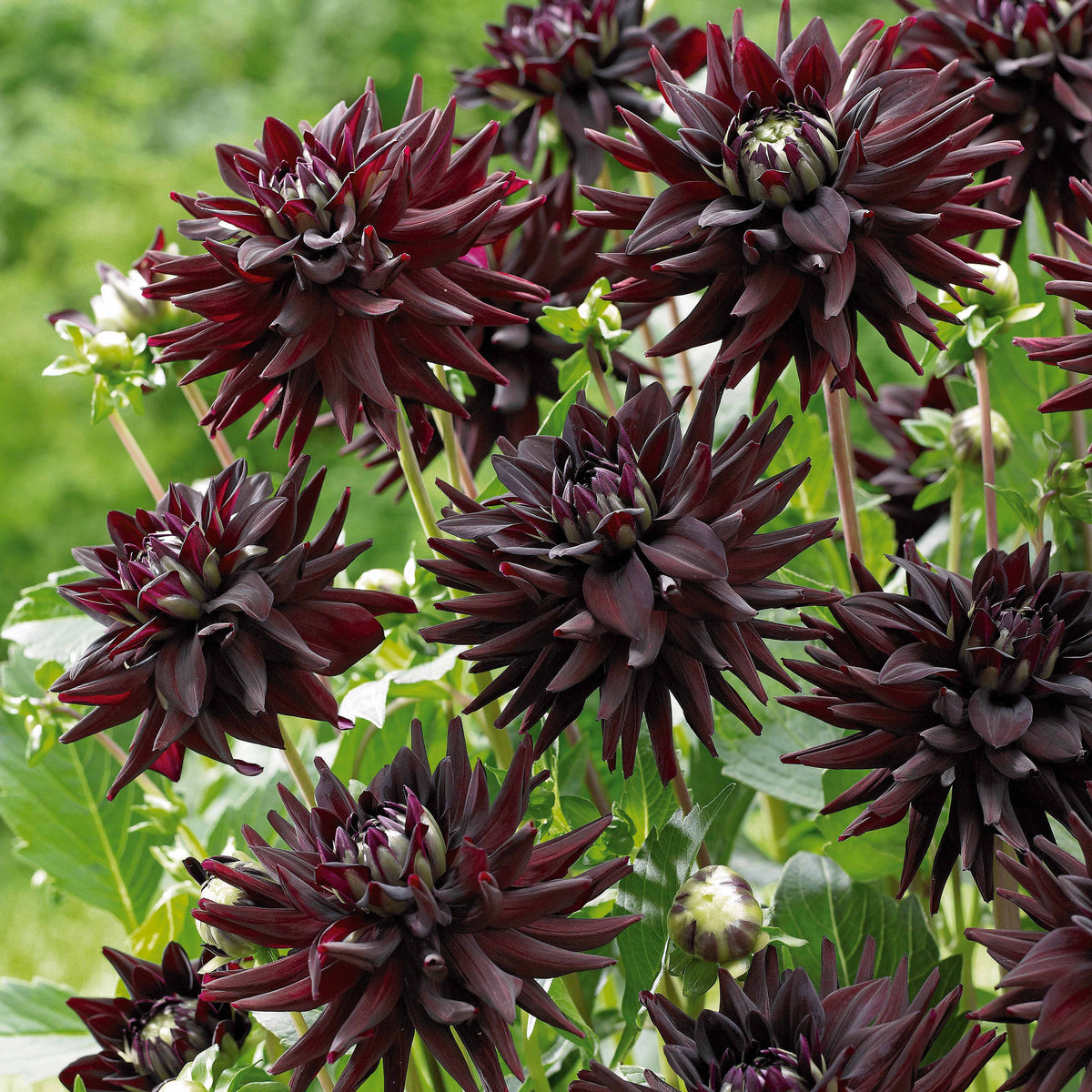 Bulbes de Dahlia - 8 Dahlias cactus en mélange - Dahlia 'haley jane', 'purple gem', 'oiseau de feu'
