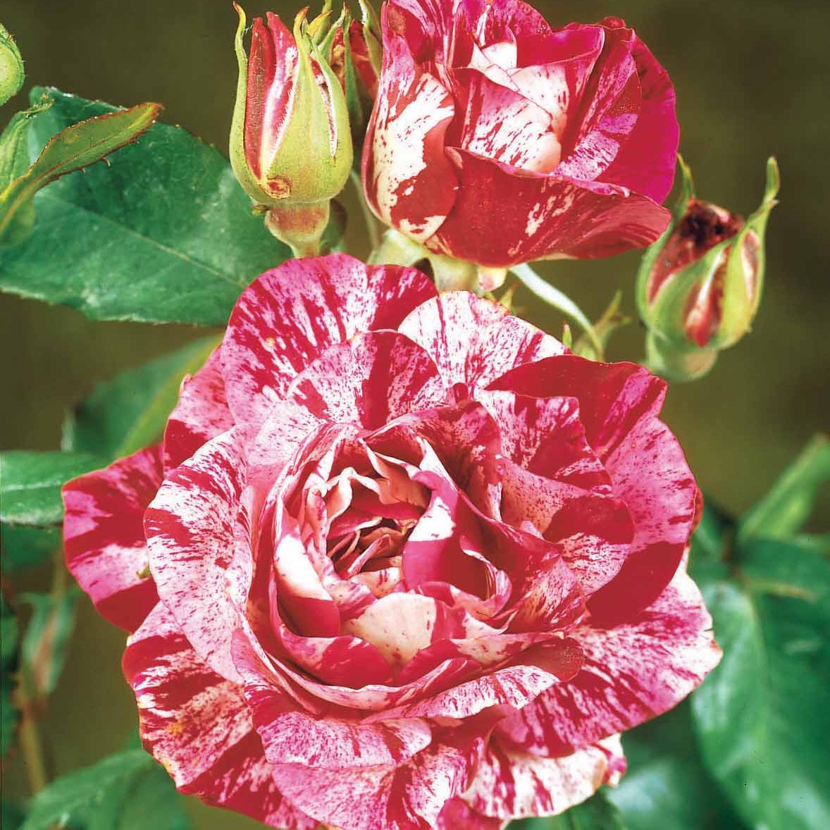 Rosa 'black baccara', 'candy stripe', 'helga' - Collection de 3 Rosiers buissons : Black Baccara, Candy stripe, Helga - Rosiers - racines nues
