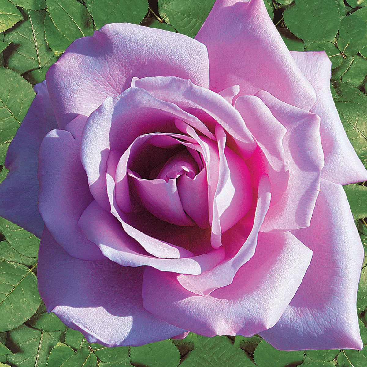 Vente Collection de 4 Rosiers : Whisky, Malaga, Lune Bleue, Magie Parfum - Rosa whisky, malaga,lune bleue, la magie du parfum