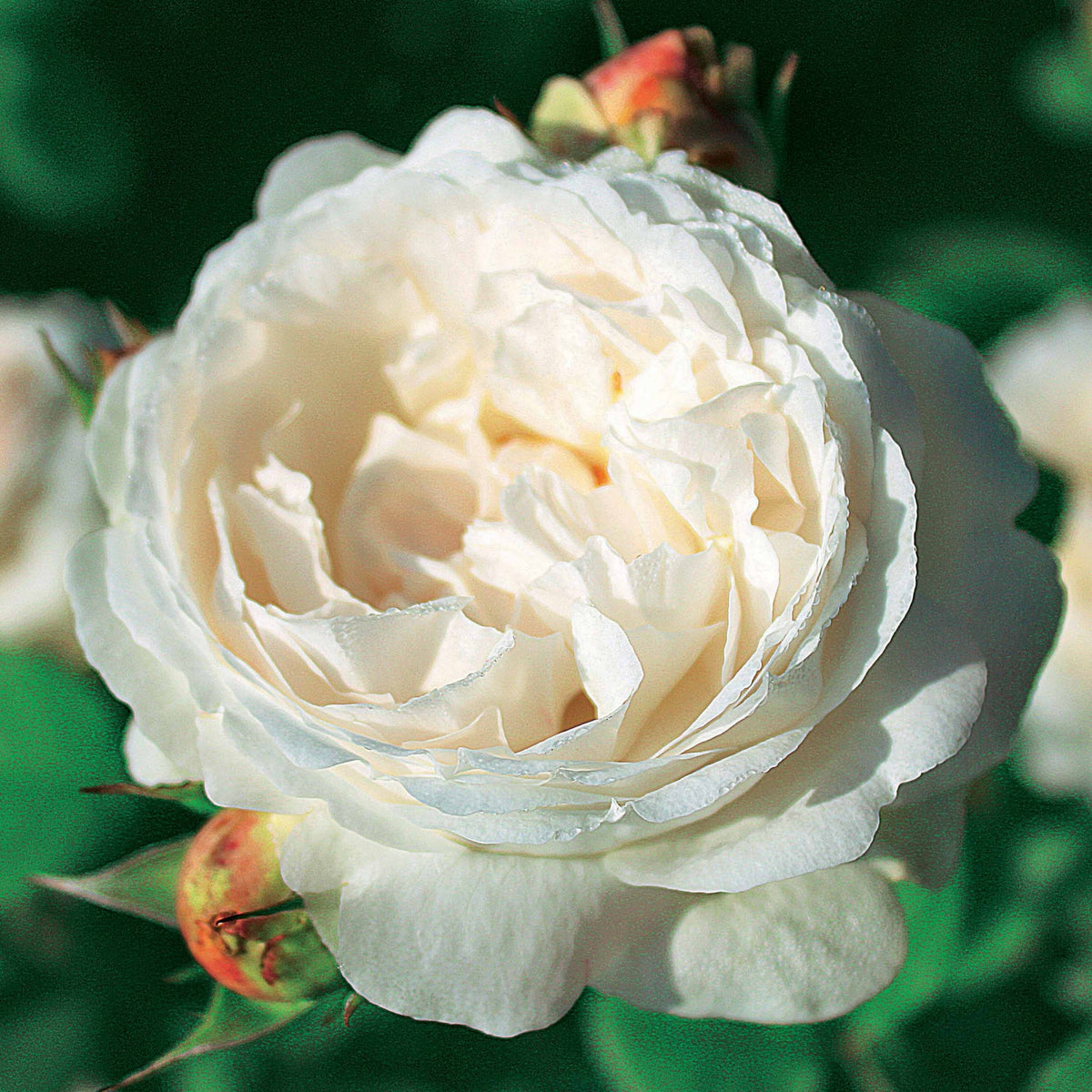 Rosa 'her's ausgreen' ® (ausblush), 'ausgreen's wi - Collection de 2 Rosiers : Anglais Her's Ausgreen et Ausgreen's winne - Rosiers parfumés