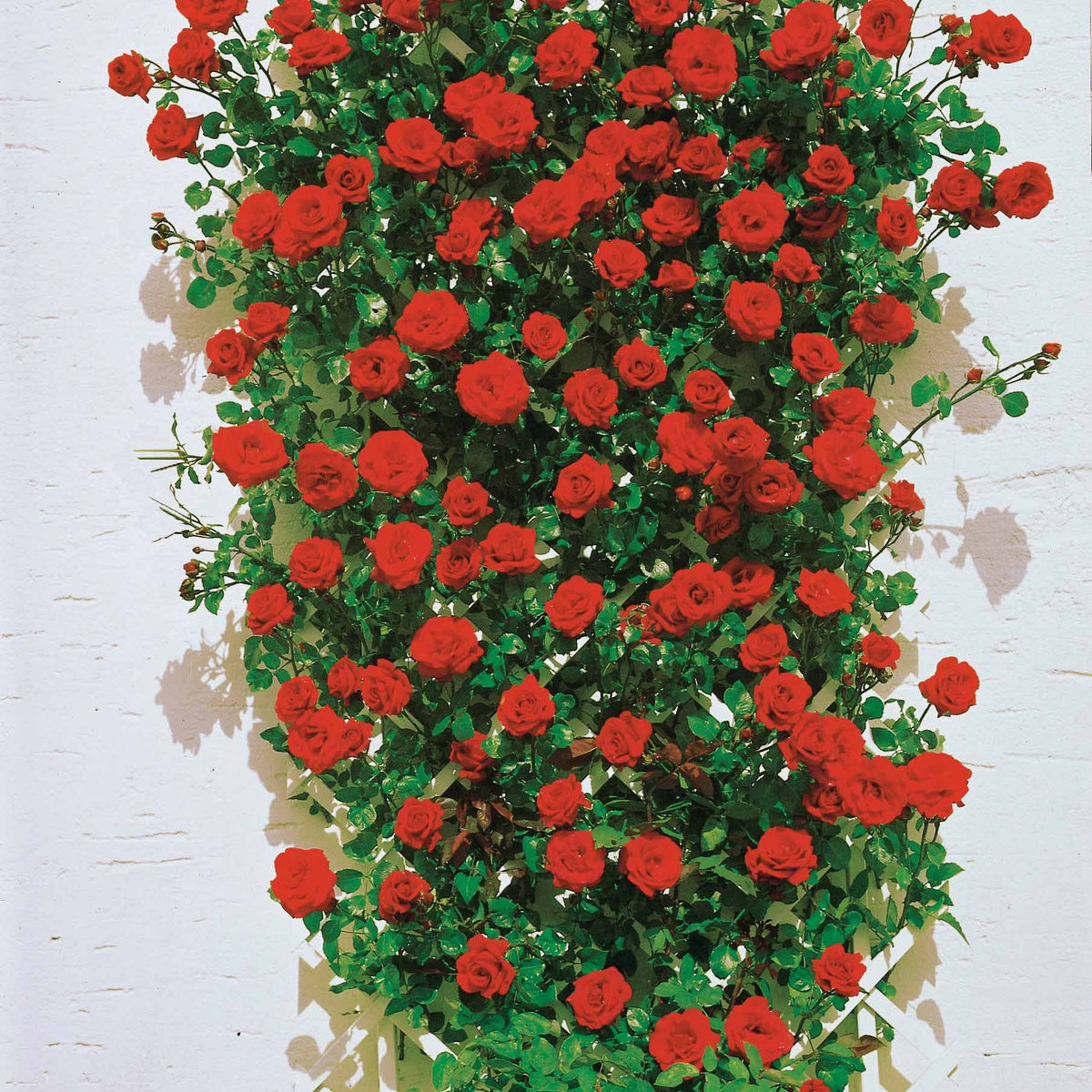 Rosa 'golden gate', 'santana', 'ronsard' - Collection de 3 Rosiers grimpants : Ronsard, Golden Gate, Santana - Rosiers grimpants